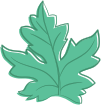 Maple leaf