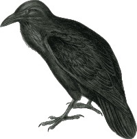 Raven