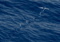 Flying fish
