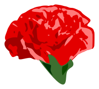 Carnation