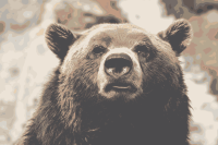 Bear 01