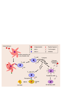 Immune system