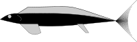 DS-012 Fish