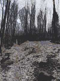 Forest photo(s) from Lichtscheid, Wuppertal 3