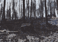 Forest photo(s) from Lichtscheid, Wuppertal 6