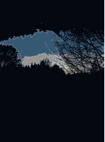 Night in the forest