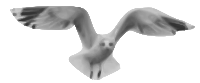 Seagull 01