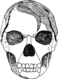 Basic Skull