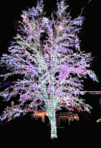 Magic Tree