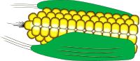 Maiskolben