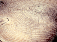 Tree Stump Cracks