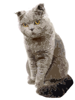 Chucky the Cat