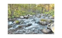 Fast Flowing River In The Woods