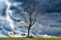 Lightning Tree