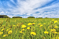 Dandelion Field In Spring