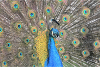 Peacock