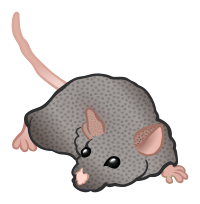 mouse - coloured