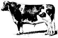 cow