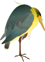 Nycticorax nycticorax