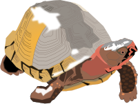 Box Turtle