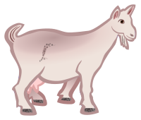 goat - coloured