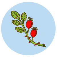Rose Hip Fruit