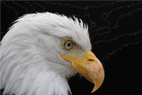Alopecic Eagle