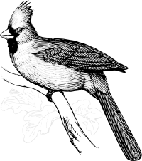 Cardinal bird line art