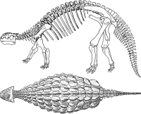 Ankylosaurus Skeleton Bones