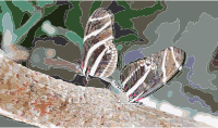 Butterfly Mate