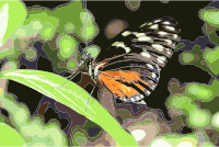 Butterfly on Leaf