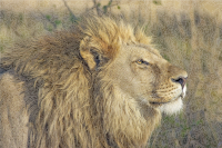 Alpha Lion