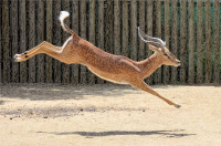 Gazelle