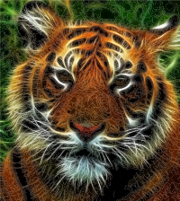 Tiger Tiger Burning Bright