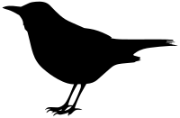 Blackbird Silhouette