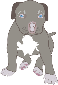 Pit Bull Puppy