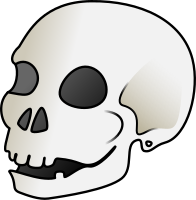 Skull