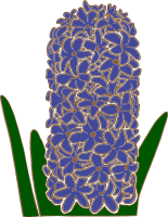 Hyacinth