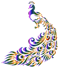 Colorful Peacock