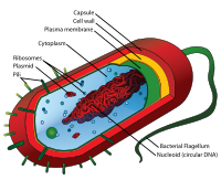 Lamarque Disease