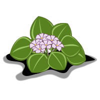 african violets