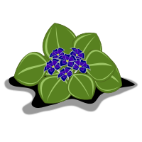 african violets
