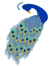 Peacock Illustration