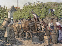 Vintage Harvesting Grapes Illustration