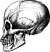 Skull