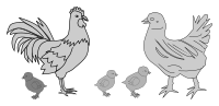 Chicken