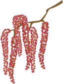 Catkin1