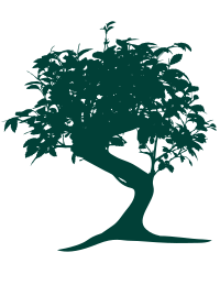 Bonsai Silhouette