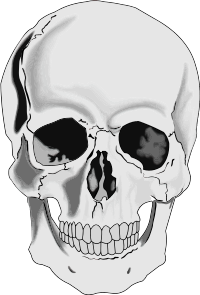Realistic Human Skull