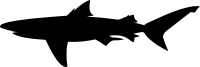Shark silhouette